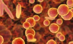 Mikoplazma Enfeksiyonu Nedir?